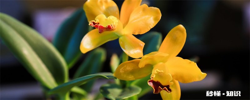 兰花怎么施肥施什么肥 兰花怎么施肥