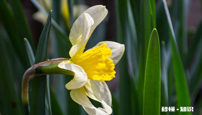 兰花怎么施肥施什么肥 兰花怎么施肥