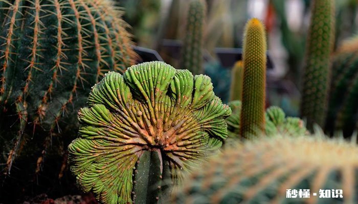 仙人掌怎么修剪 仙人掌的修剪方法