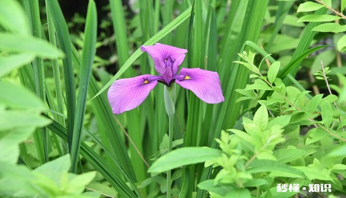 鸢尾花花语 鸢尾花花语是什么
