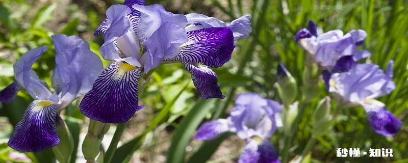 鸢尾花花语 鸢尾花花语是什么