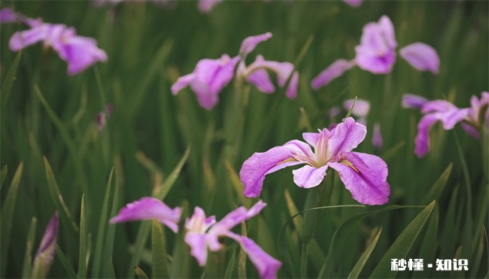 鸢尾花花语 鸢尾花花语是什么