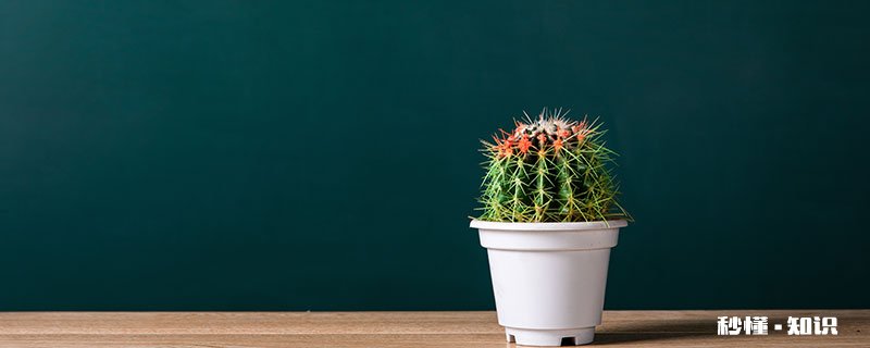 仙人球怎么养 仙人球的养殖方法