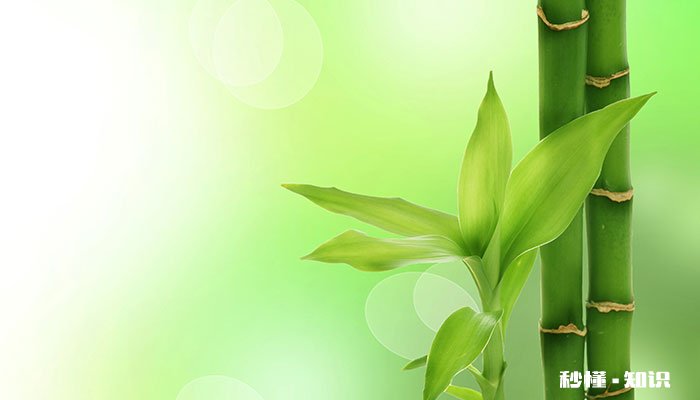 竹子怎么修剪 竹子的修剪方法