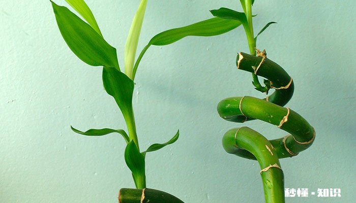 竹子怎么修剪 竹子的修剪方法