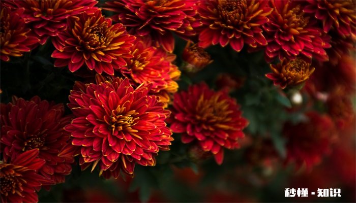 长寿菊的养殖方法和注意事项 长寿菊的养殖方法