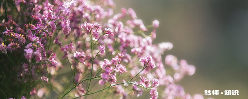 满天星花语和寓意 满天星花语和寓意分别是什么
