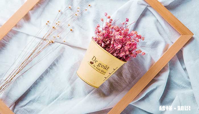 满天星花语和寓意 满天星花语和寓意分别是什么