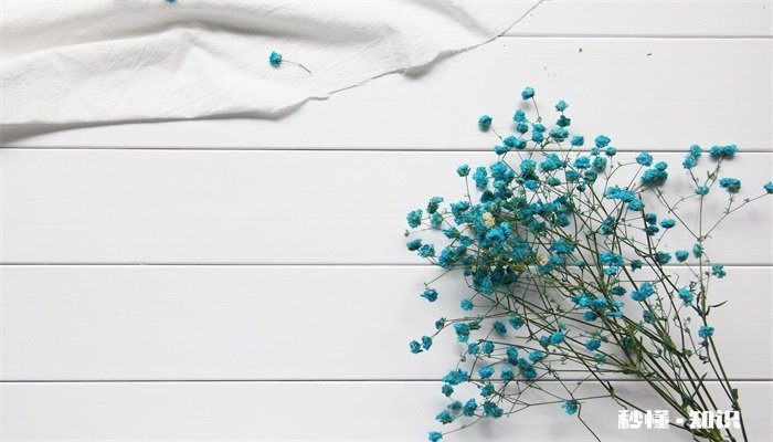 满天星花语和寓意 满天星花语和寓意分别是什么