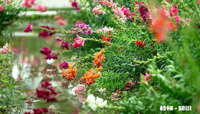 金鱼草花语 金鱼草花语是什么