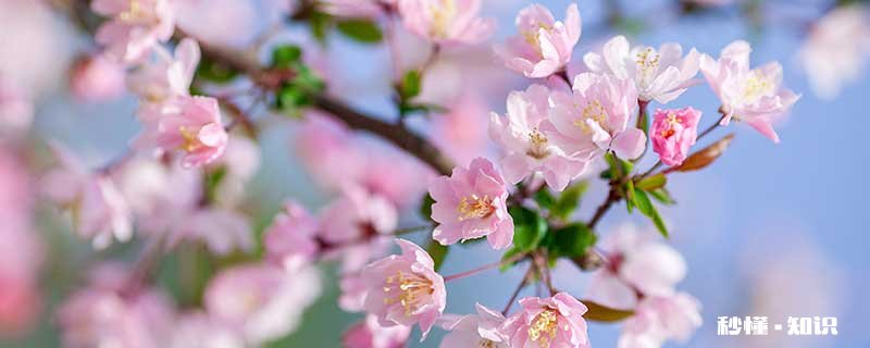 海棠花花语 海棠花花语是什么