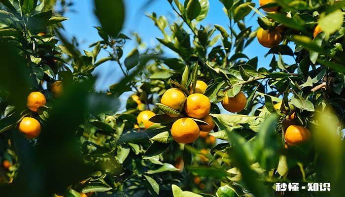桔子树怎么修剪 桔子树的修剪方法