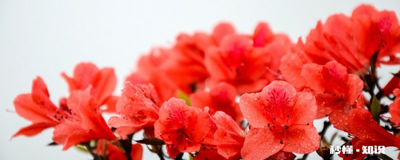 杜鹃花语 杜鹃花语是什么