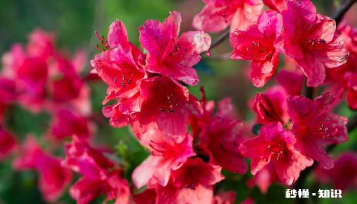 杜鹃花语 杜鹃花语是什么