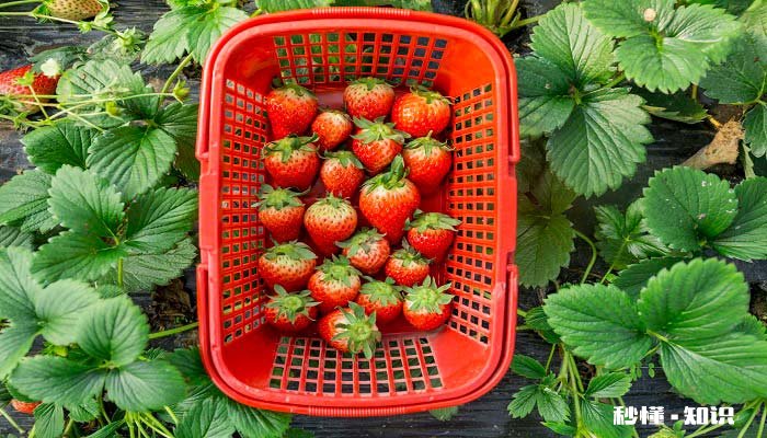 草莓的养殖方法和注意事项 草莓的养殖方法和注意事项有哪些