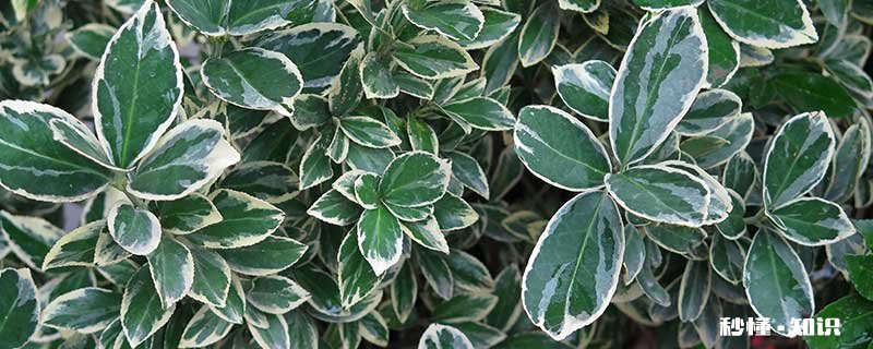 黄杨施什么肥长得快 黄杨施哪些肥长得快