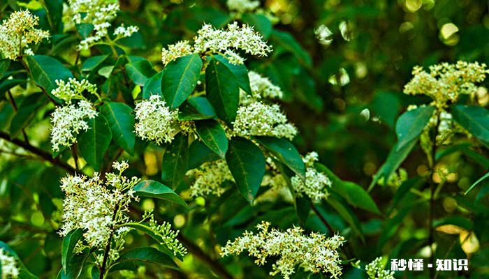 黄杨施什么肥长得快 黄杨施哪些肥长得快