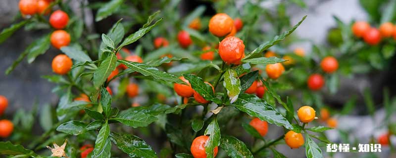 四季果的养殖方法和注意事项 四季果的养殖方法