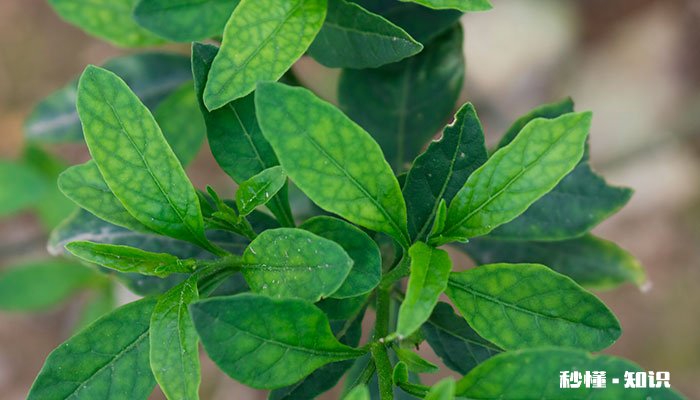 四季果的养殖方法和注意事项 四季果的养殖方法