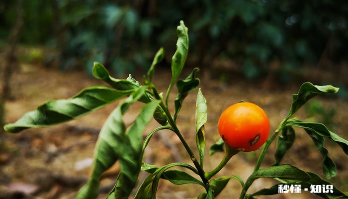 四季果的养殖方法和注意事项 四季果的养殖方法
