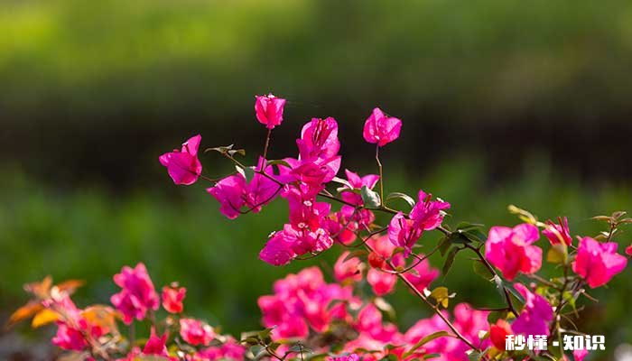 三角梅的养殖方法和注意事项 三角梅的养殖方法