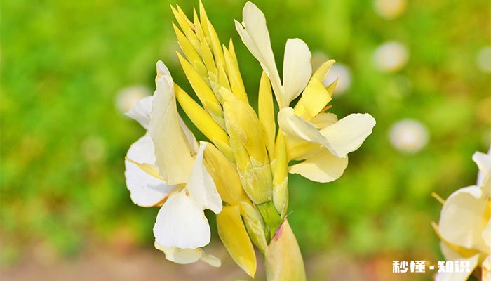 美人蕉的养殖方法和注意事项 美人蕉的养殖方法和注意事项有哪些