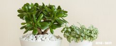 燕子掌的养殖方法和注意事项 燕子掌的养殖方法