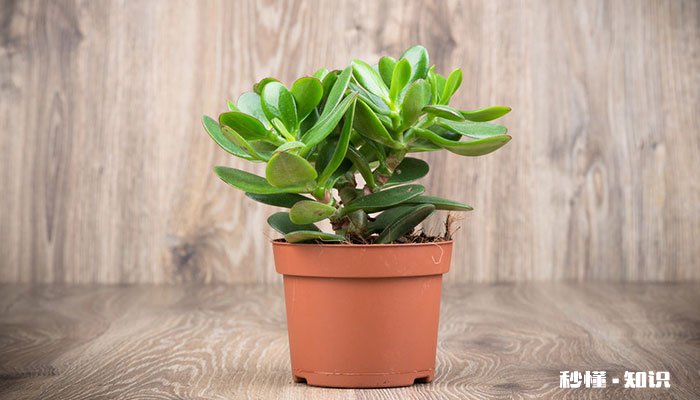 燕子掌的养殖方法和注意事项 燕子掌的养殖方法