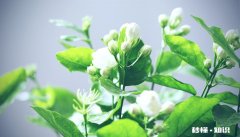 茉莉花施什么肥好 茉莉花应该施什么肥