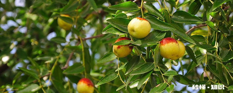 枣树施什么肥最好 枣树施什么肥