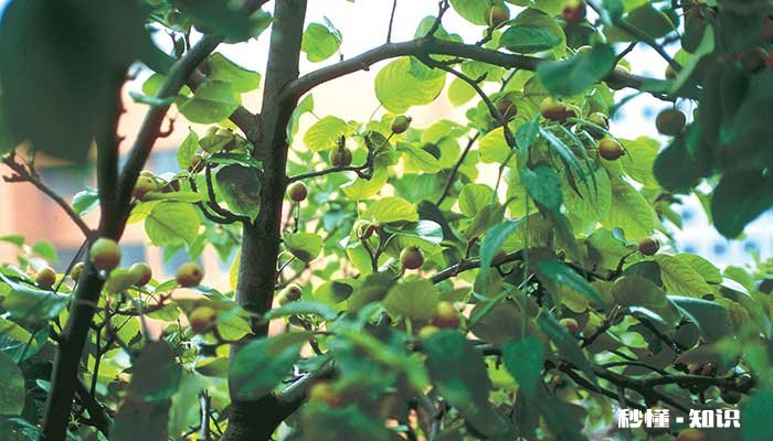 枣树施什么肥最好 枣树施什么肥