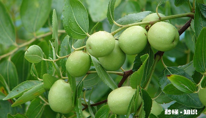 枣树施什么肥最好 枣树施什么肥