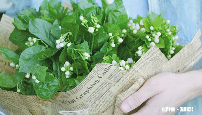 茉莉开花后怎么修剪 茉莉开花后的修剪方法