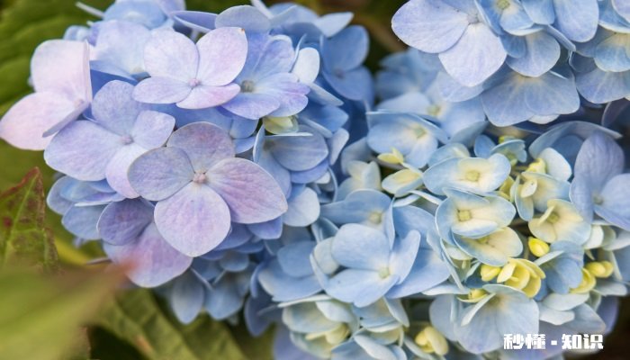 绣球花花语 绣球花花语是什么