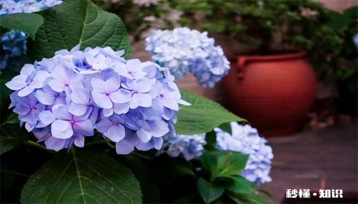 绣球花花语 绣球花花语是什么