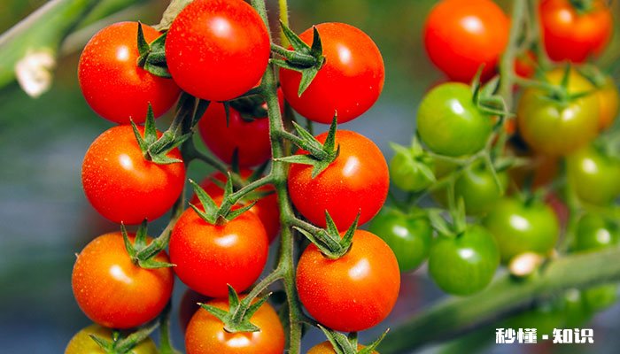 西红柿结果后施什么肥 西红柿结果后施哪些肥