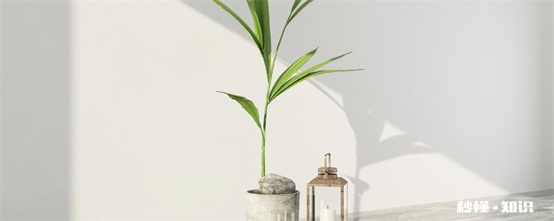 土豆水培方法 土豆如何水培