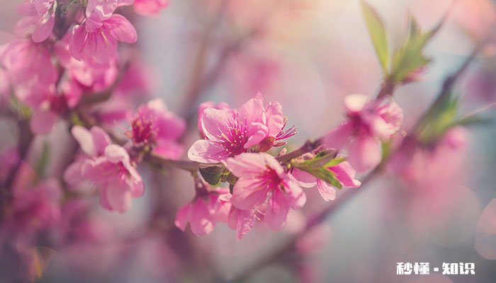 玉渊潭樱花什么时候开 玉渊潭樱花开放的时间