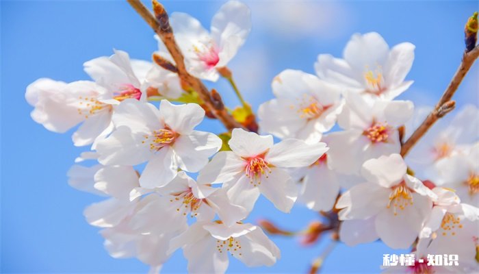 玉渊潭樱花什么时候开 玉渊潭樱花开放的时间