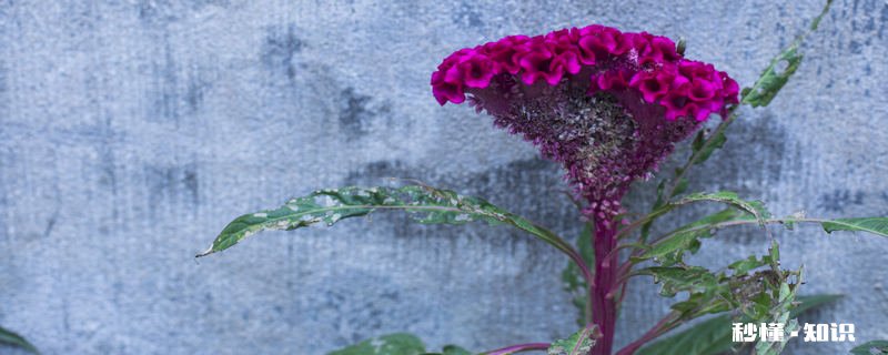 鸡冠花花语 鸡冠花花语介绍
