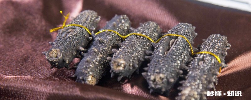 海参生长在哪里 海参一般生长在什么地方