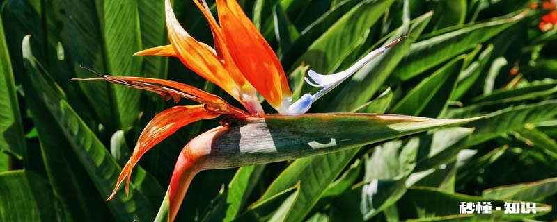 天堂鸟怎么养叶子绿才长得好 天堂鸟如何养叶子大