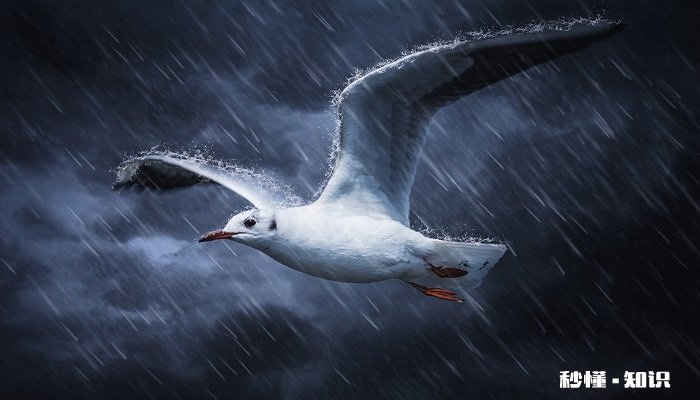 动物分类有哪些 动物的分类标准