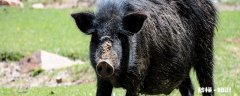 野猪是益兽还是害兽 野猪是保护动物吗
