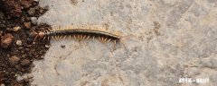 蜈蚣吃什么 蜈蚣吃什么食物