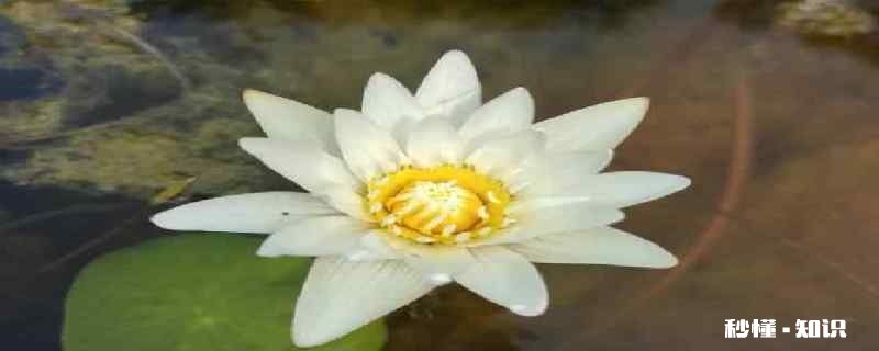 家里怎么养睡莲 睡莲在家养殖的方法