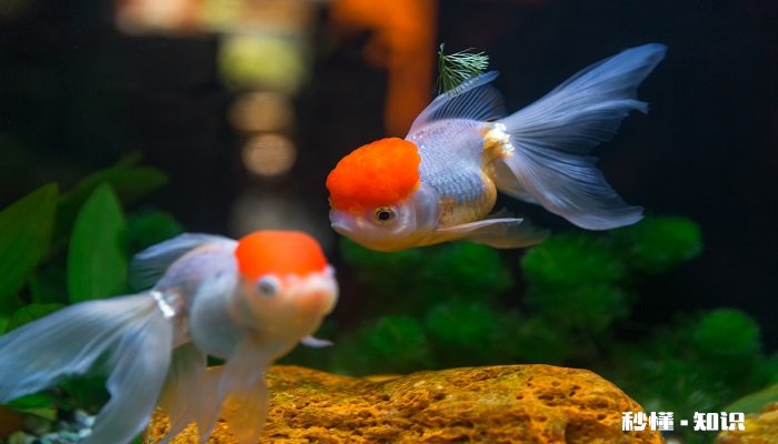 地图鱼怎么养 地图鱼的饲养方法