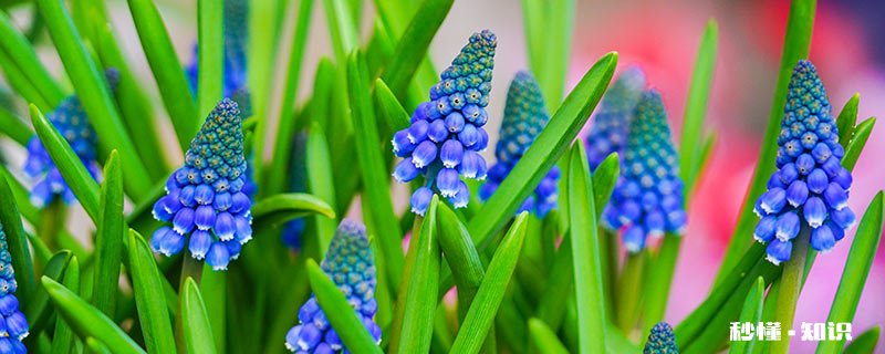 风信子夹箭是什么意思 风信子夹箭的意思