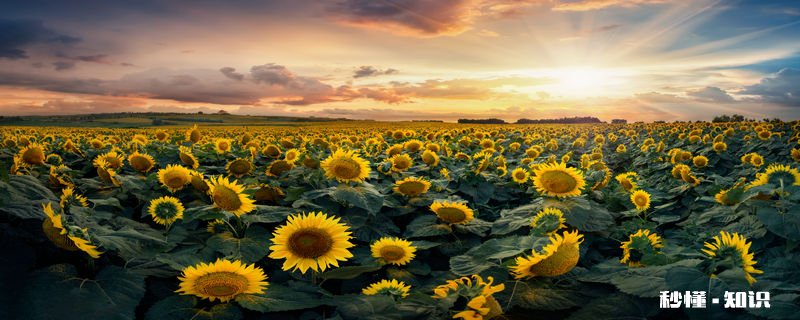 向日葵真正的花语 向日葵的花语是啥