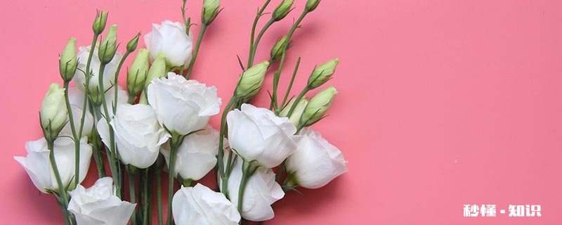 桔梗的花语是什么 桔梗的花语是啥